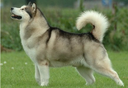 Alaskan Malamutes