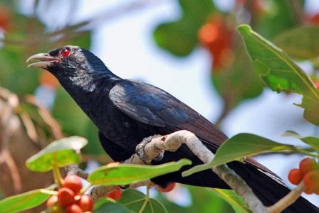 Asian Koel