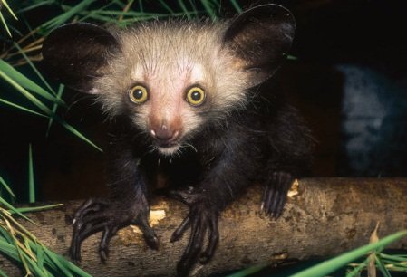 Aye-Aye