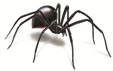 Black Widow Spider