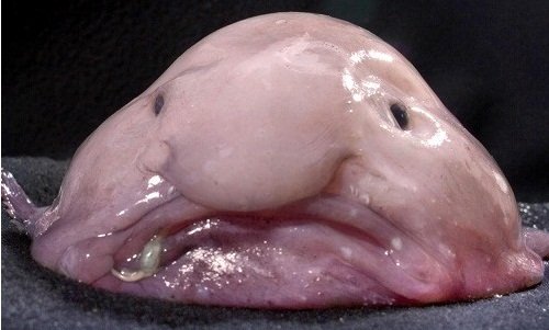 Blobfish