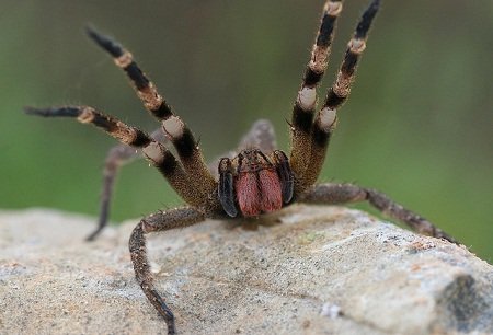 Brazilian Wandering Spider