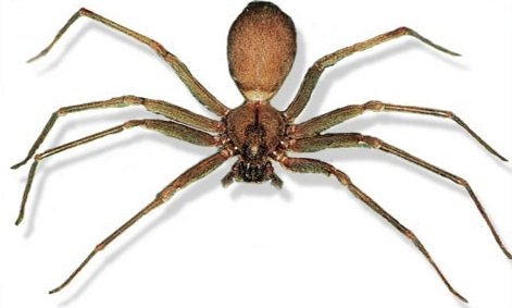 Brown Recluse