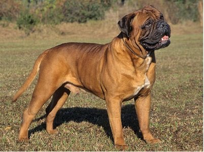 Bullmastiffs