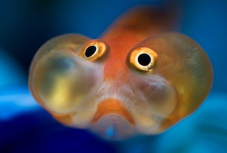 Celestial Eyed Gold Fish