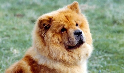 Chow Chow