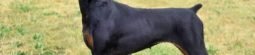 Doberman Pinschers