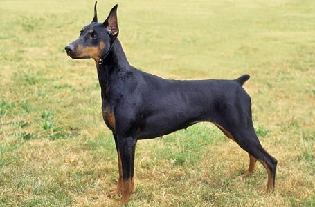 Doberman Pinschers