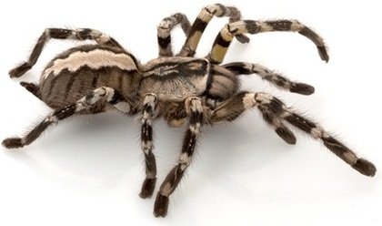 Fringed Ornamental Tarantula