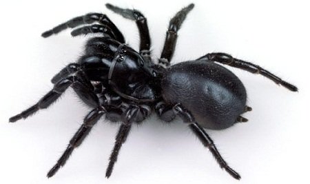 Funnel Web Spider