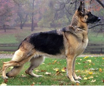 German Shepherd