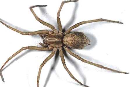 Hobo Spider