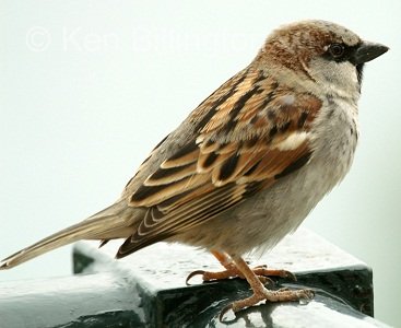 House Sparrow