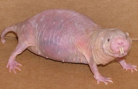 Naked Mole Rat