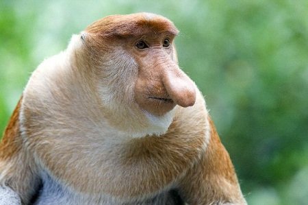 Proboscis Monkey