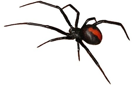 Red Back Spider