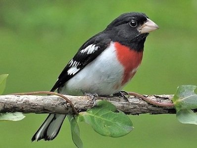 Rose Breasted Grosbeak