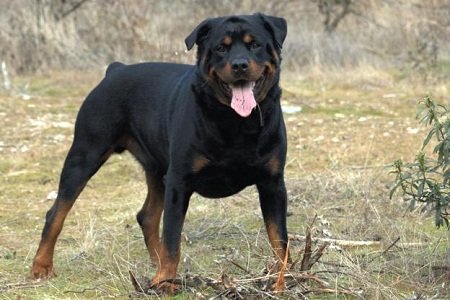 Rottweiler