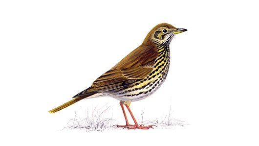 Song Thrush