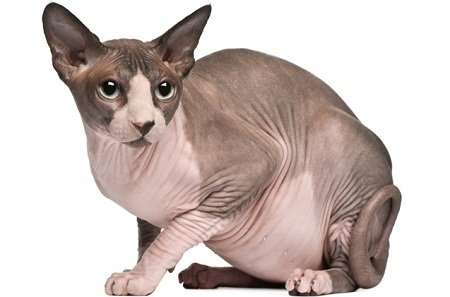 Sphynx Cat