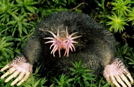 Star Nosed Mole