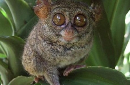 Tarsier