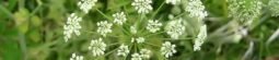Water Hemlock