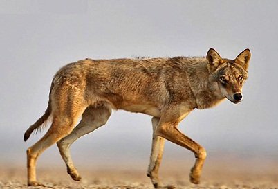 Top 10 Most Dangerous Animals in India - World Blaze Top 10 Most Dangerous Animals in India - World Blaze