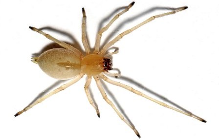 Yellow Sac Spider