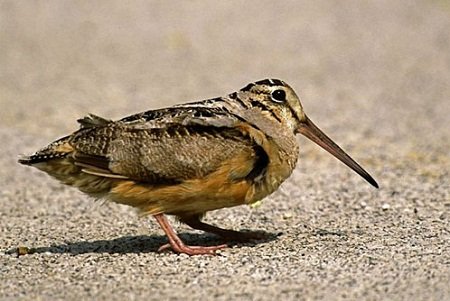 American Woodcock