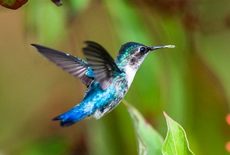 Bee Hummingbird