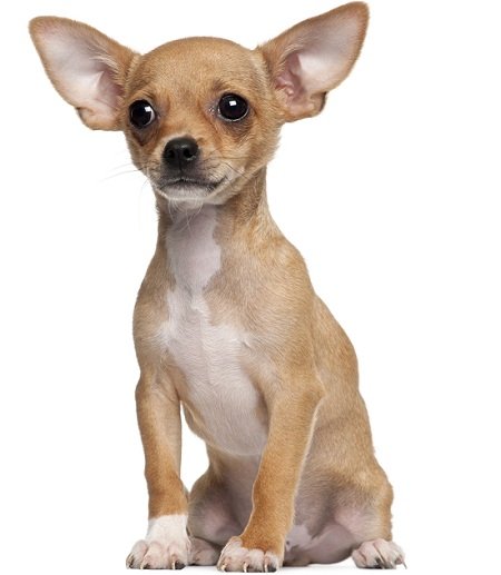 Chihuahua