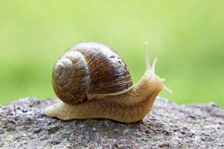 Garden Snail