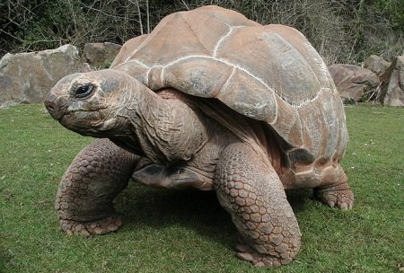 Giant Tortoises