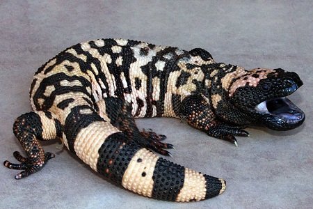 Gila Monster