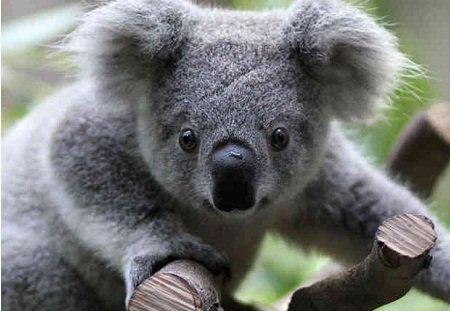 Koala Bear