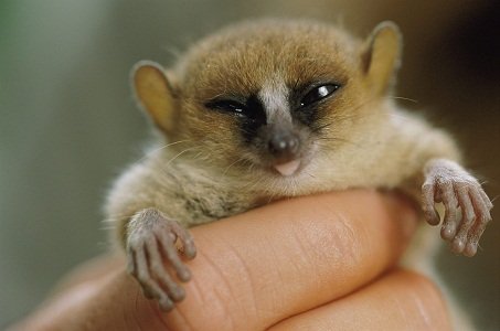 Madame Berthe's Mouse Lemur