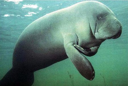 Manatee