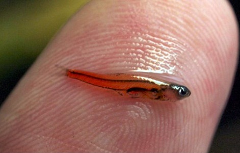 Top 10 Smallest Animals on Earth That May Surprise You - World Blaze