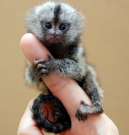 Pygmy Marmoset