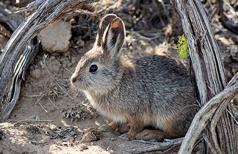 Pygmy Rabbit