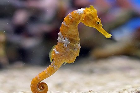 Seahorse 