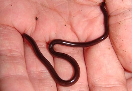 Slender Blind Snakes