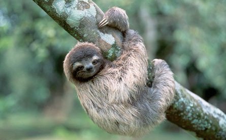 Sloth