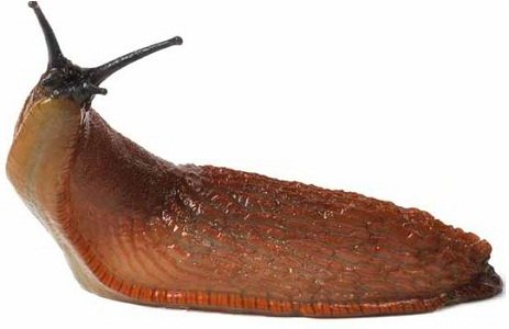 Slug