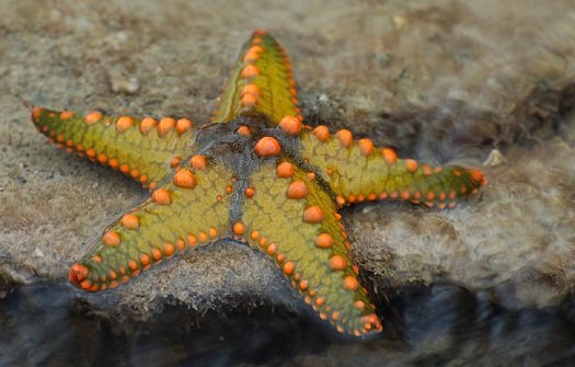 Starfish