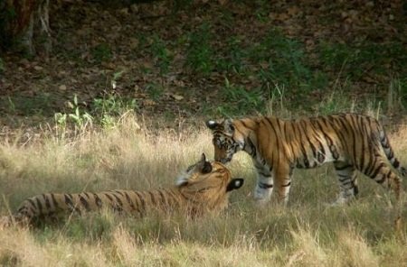 Bandhavgarh National Park, Madhya Pradesh