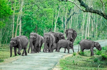 Bandipur National Park, Karnataka