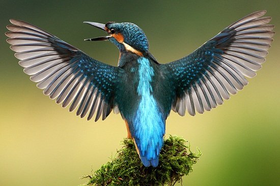 Bird Sanctuaries