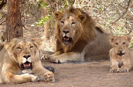 Gir National Park, Gujarat